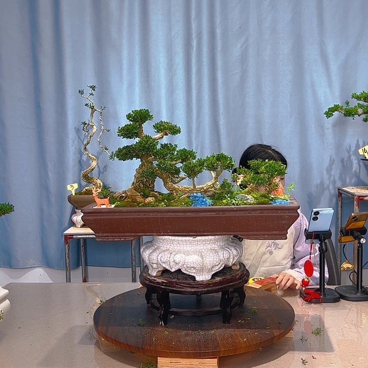 无花朵广东皱皮雀舌黄杨