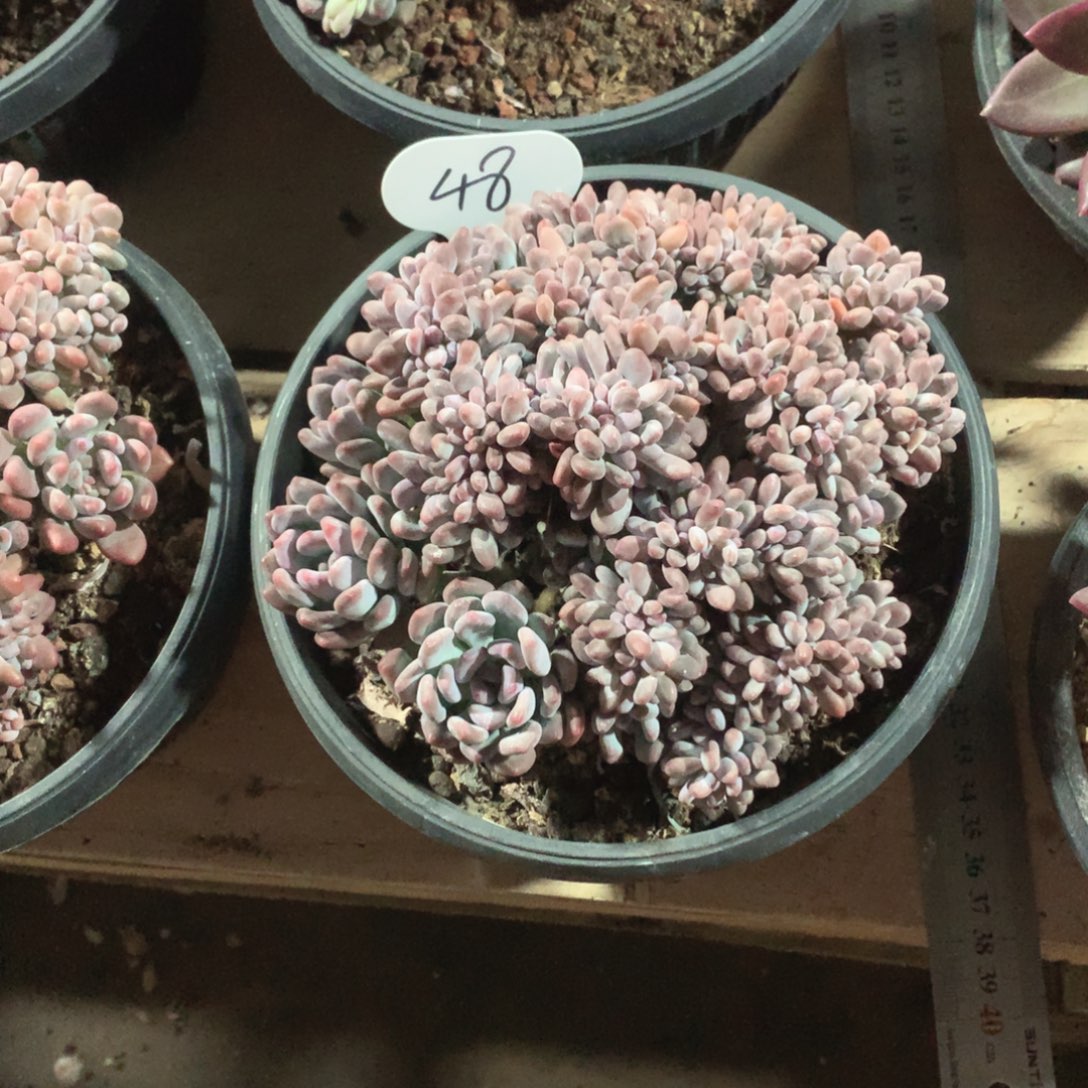 多肉植物多肉灯美人缀