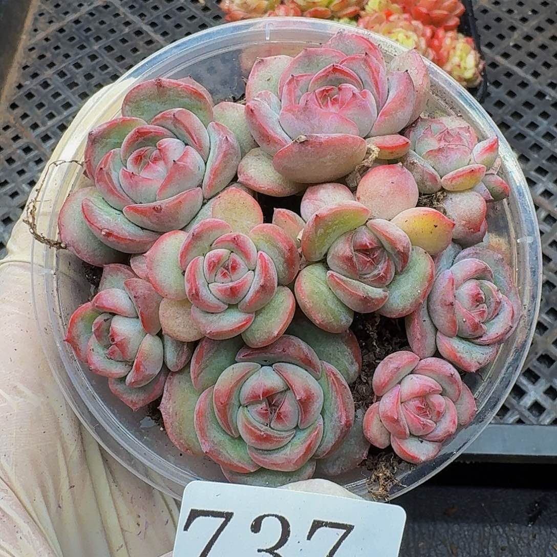 多肉植物多肉植物737