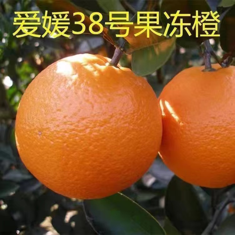 【爱媛38号苗】四川嫁接爱媛38号果冻橙树苗红美人早熟柑橘苗