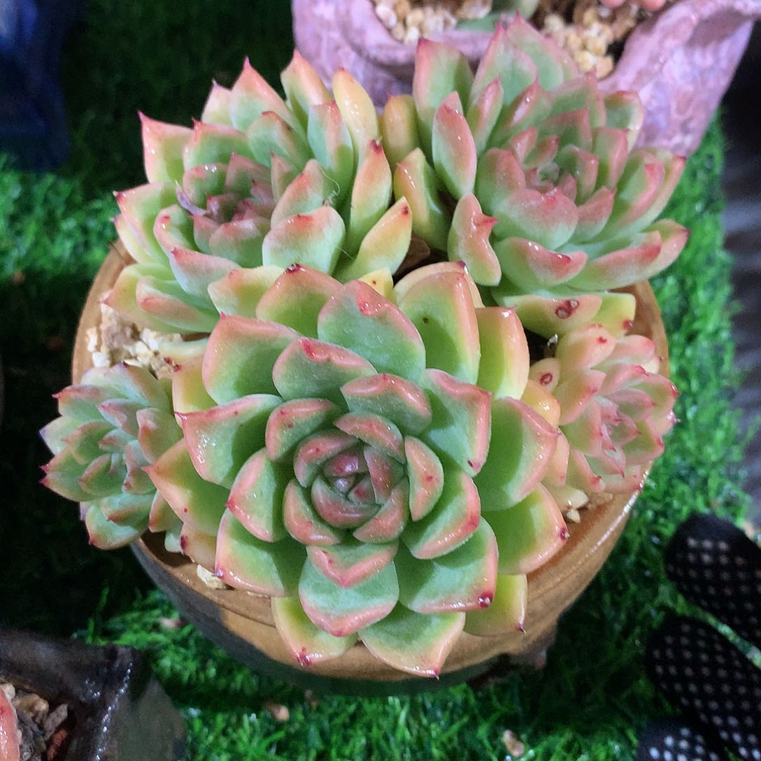 麦秆10 公分一物一拍