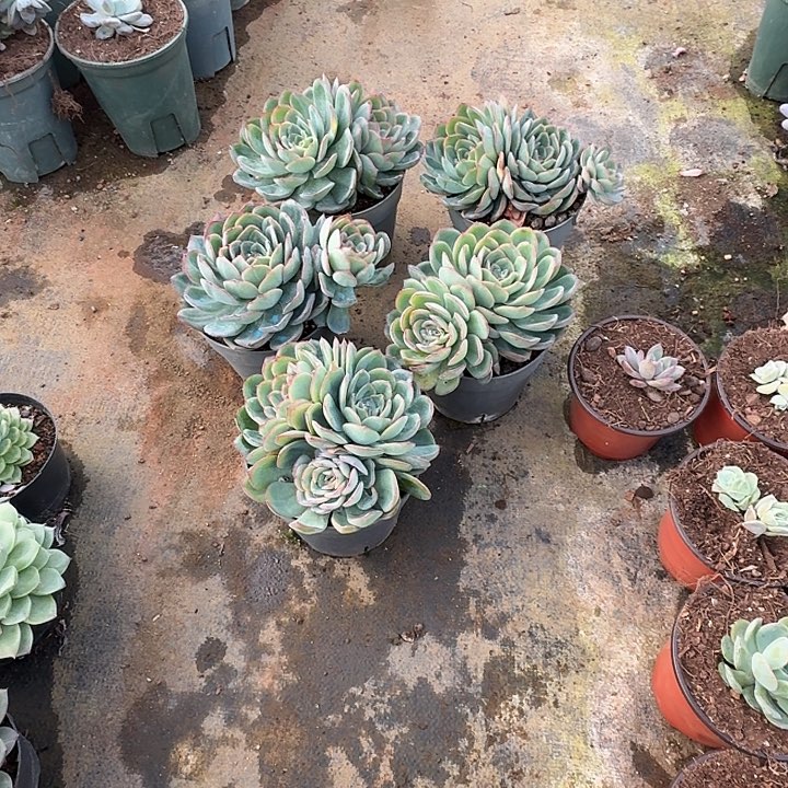 老***山多肉植物一物一拍道山