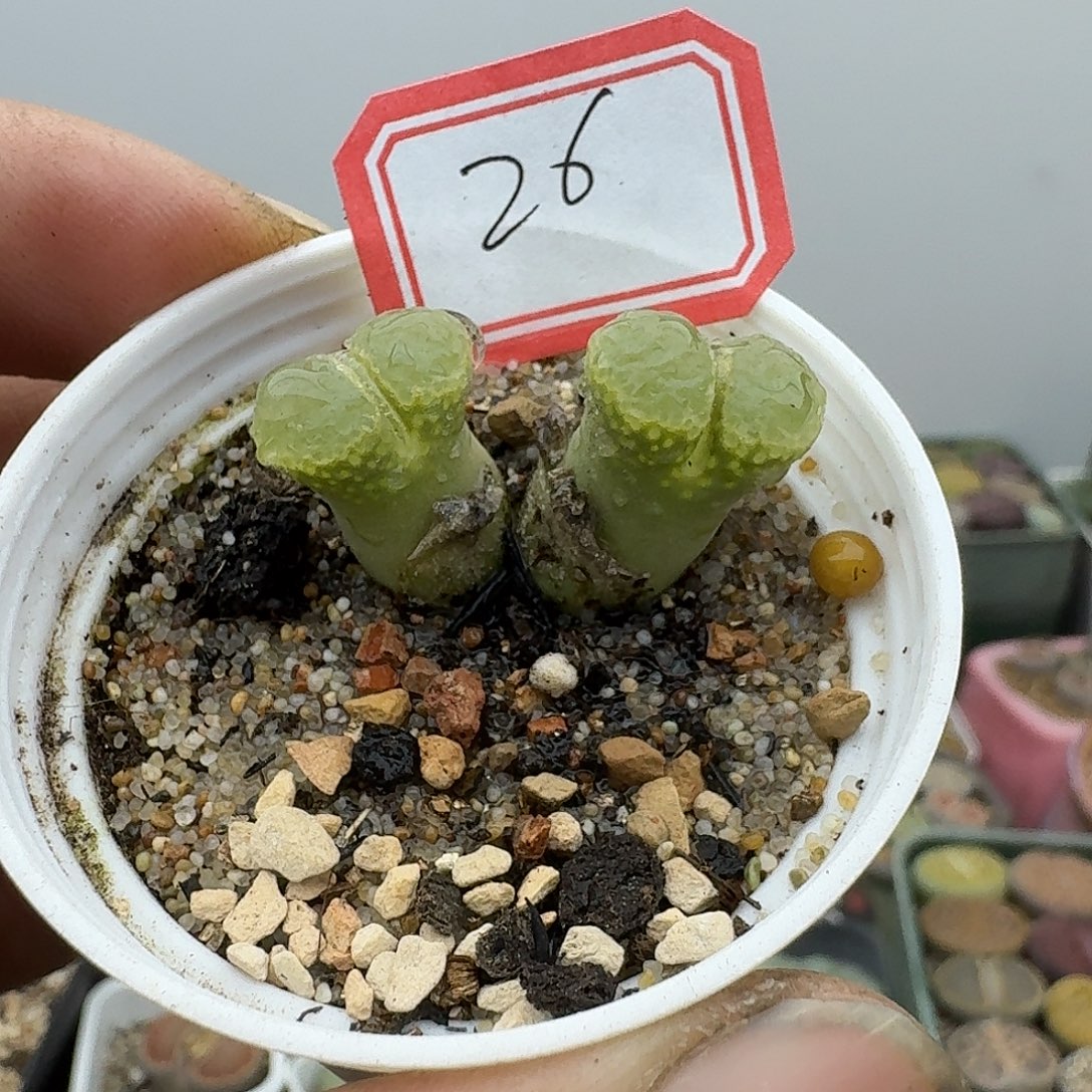 26多肉哈哈哈哈哈哈哈