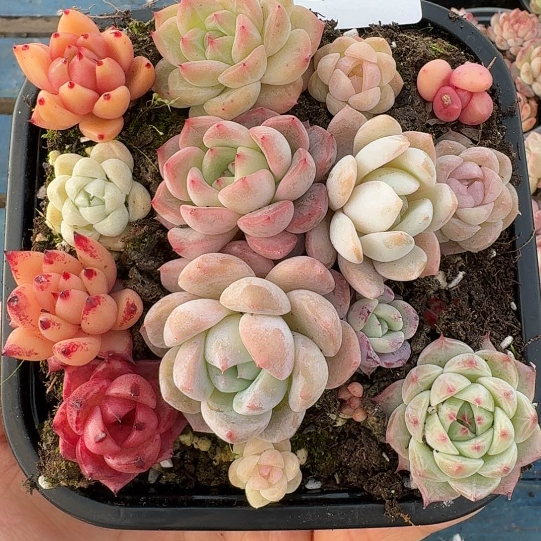 杂交新品珍妮多肉669