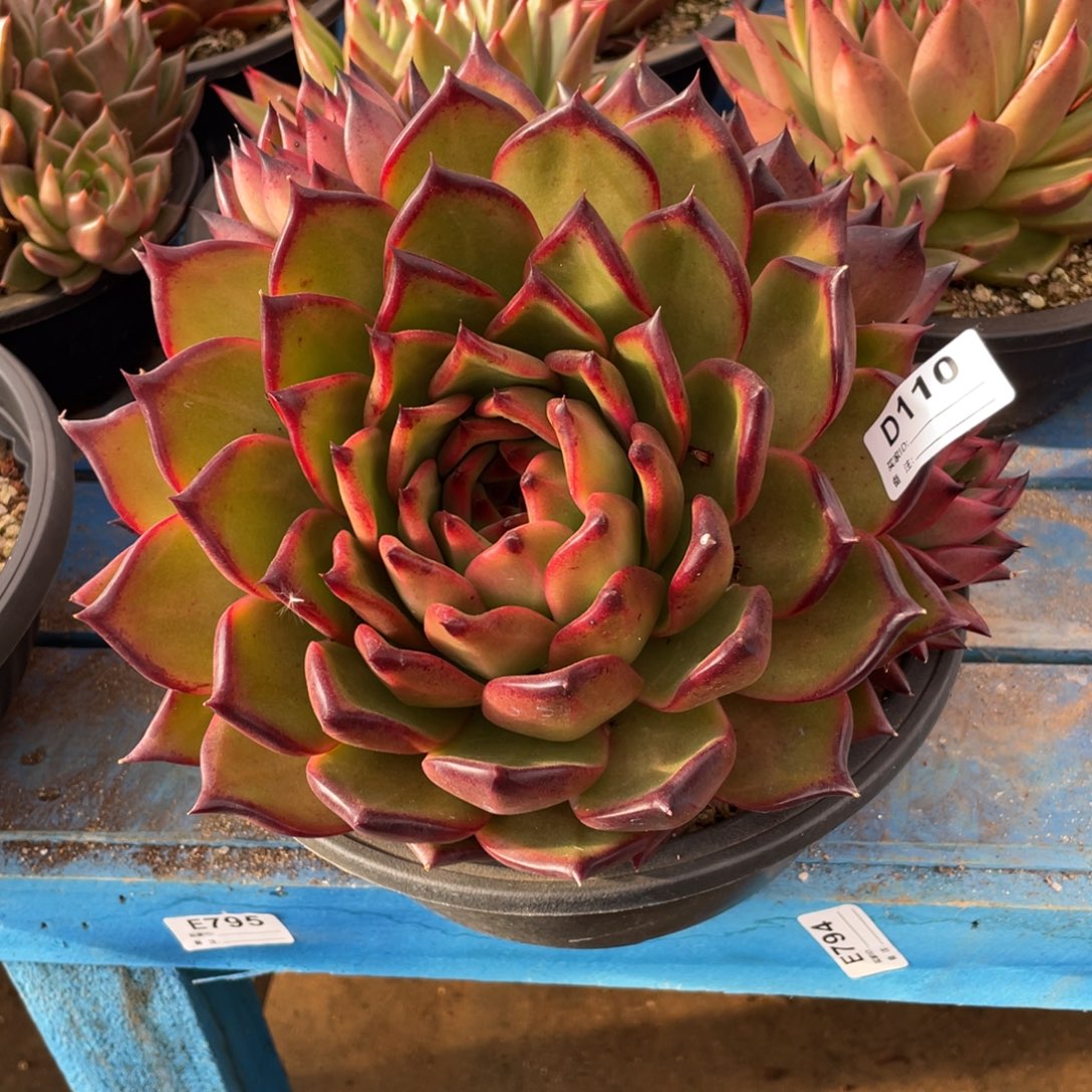 无花朵若如东云单拍D110