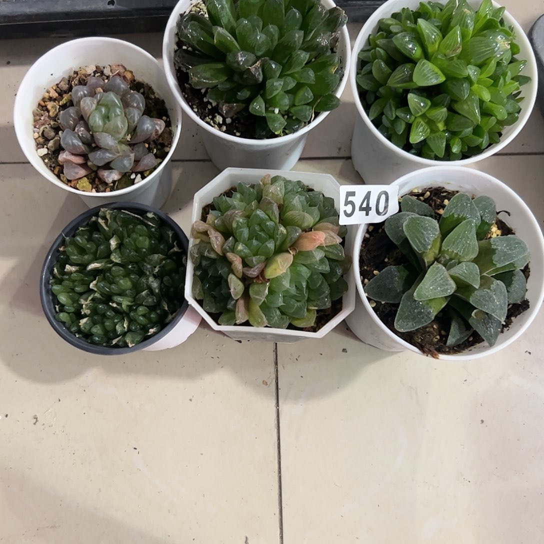 脱土带伤十二卷多肉植物