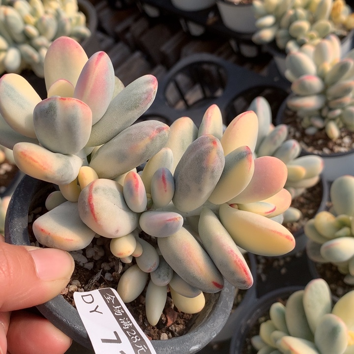 乒乓717多肉植物