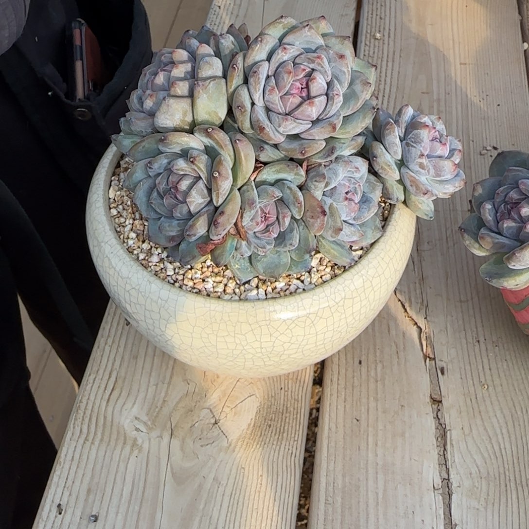 悠***7悠悠突尼斯寄养多肉