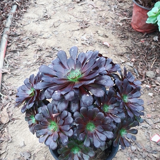 同***亦黑铜法师000000013