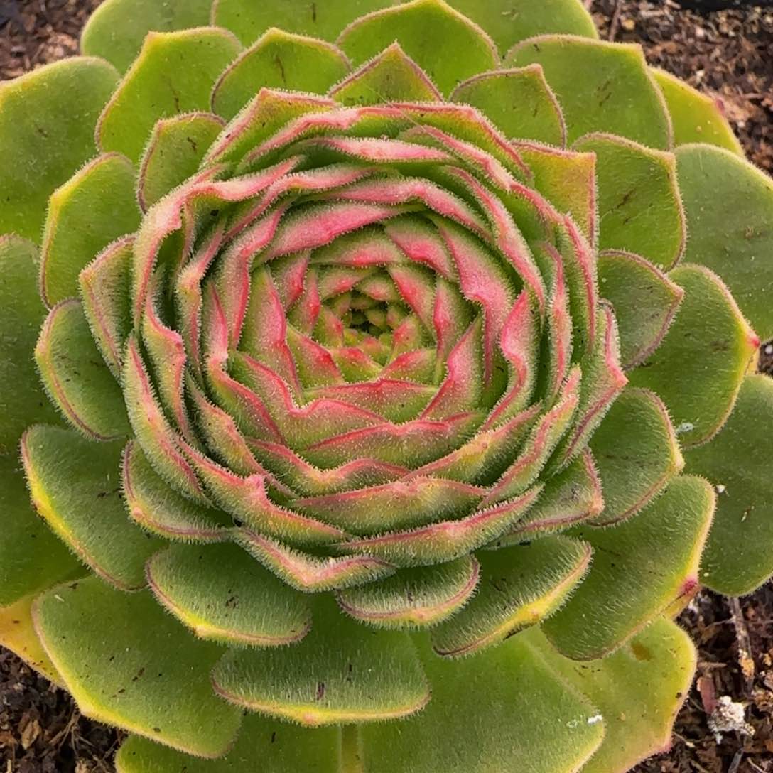 伊人1212434344353535353