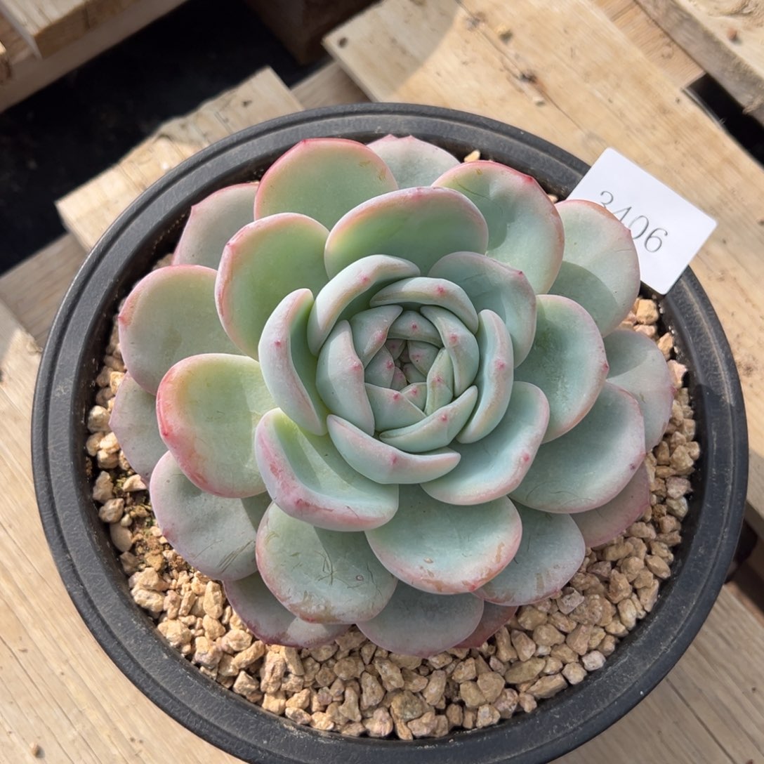 焱3406多肉多多多多