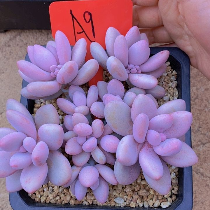 在家里面吃饭的吗