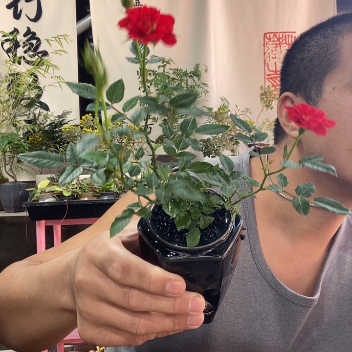 谦***子以实际为准盆景盆栽绿植一一