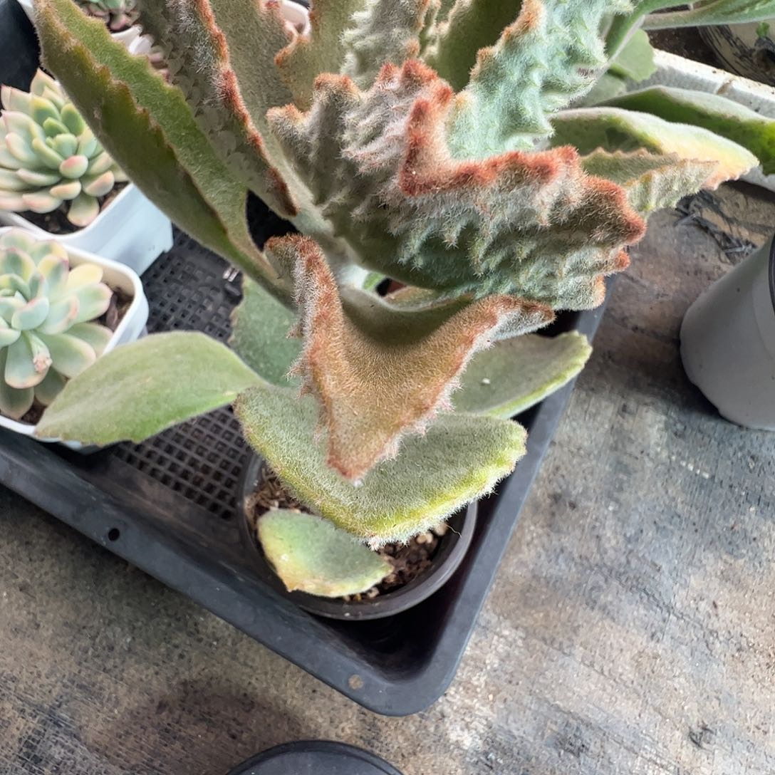 知***豹3个兔耳+土多肉植物