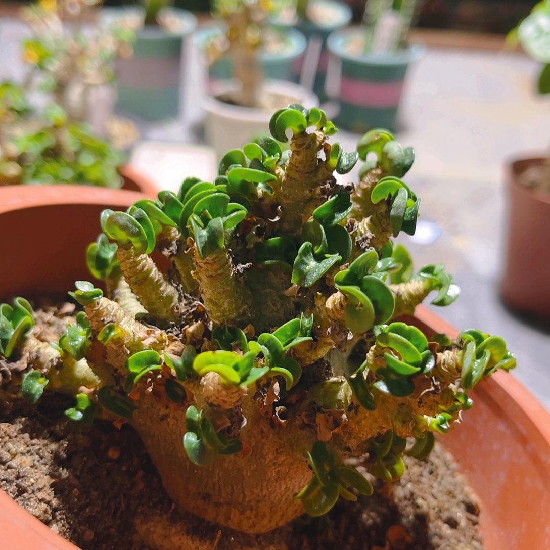 矮胖哥斯拉造型卡汉羊角