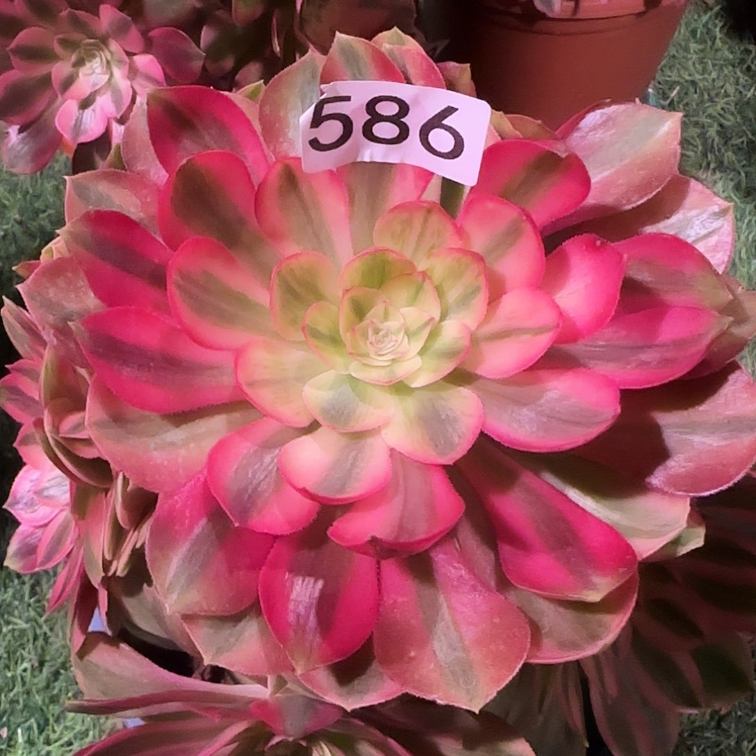 多肉植物万白法师586