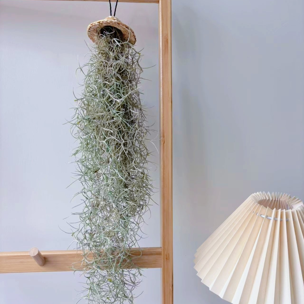 空气凤梨 草帽松萝老人须50g 悬挂室内绿植可作雨林造景装饰