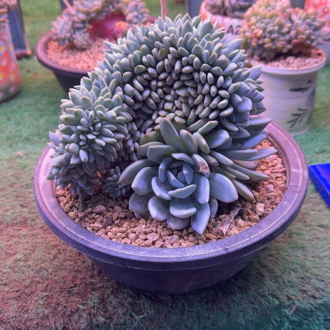 星影树缀无砍多肉