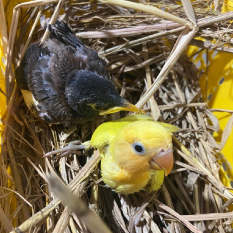 亲人手养头窝小黑林花海哥鹦鹉（下单请仔细看买家需知）