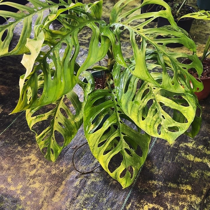 大***糖完全开放巨洞龟背竹