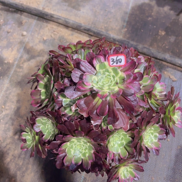 一物一拍黑萝莉新品锦360