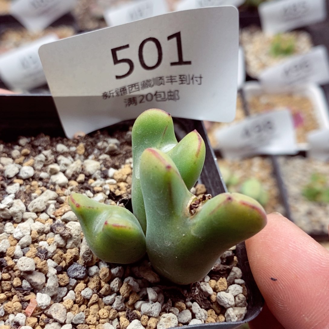 我的小姐姐们都是我501