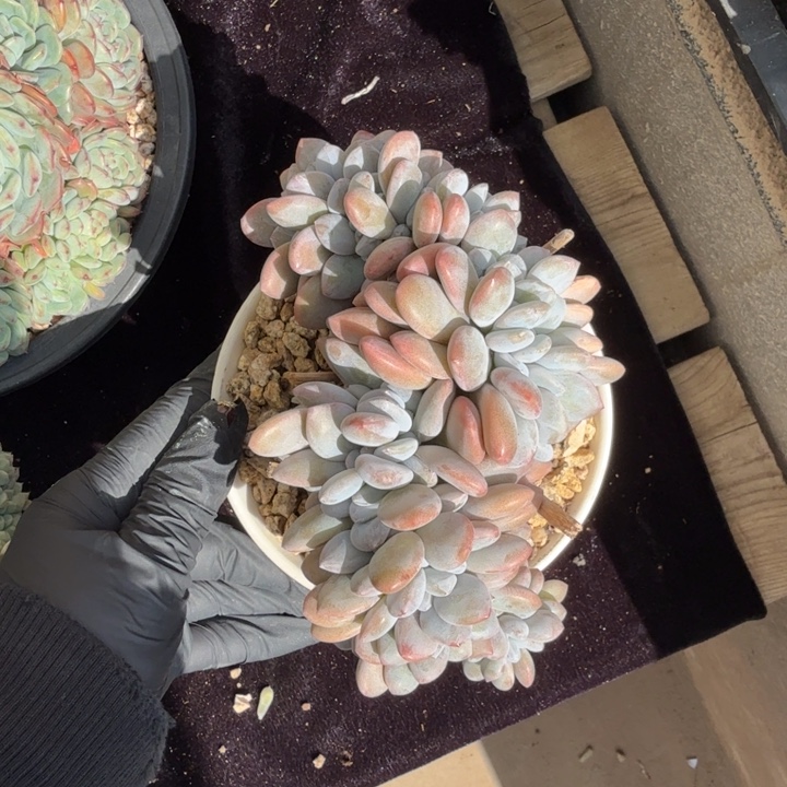 14厘米左右一物一拍的