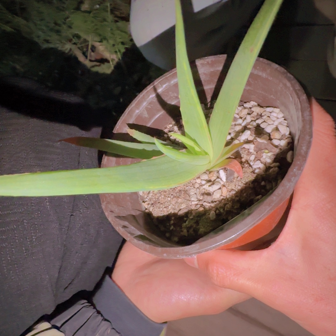 C***哇块根植物块根植物