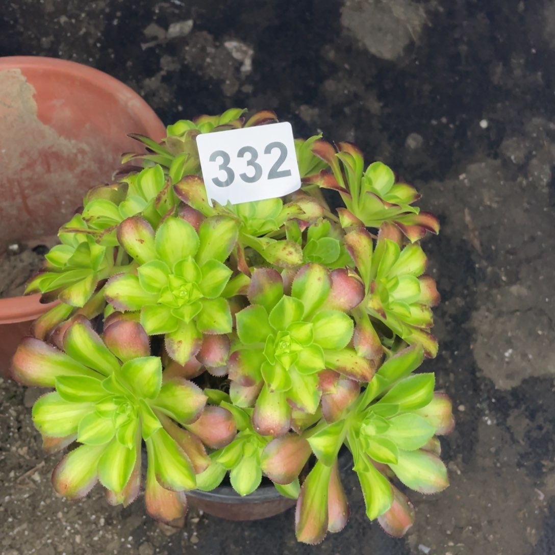 332号砍过的少华不售后