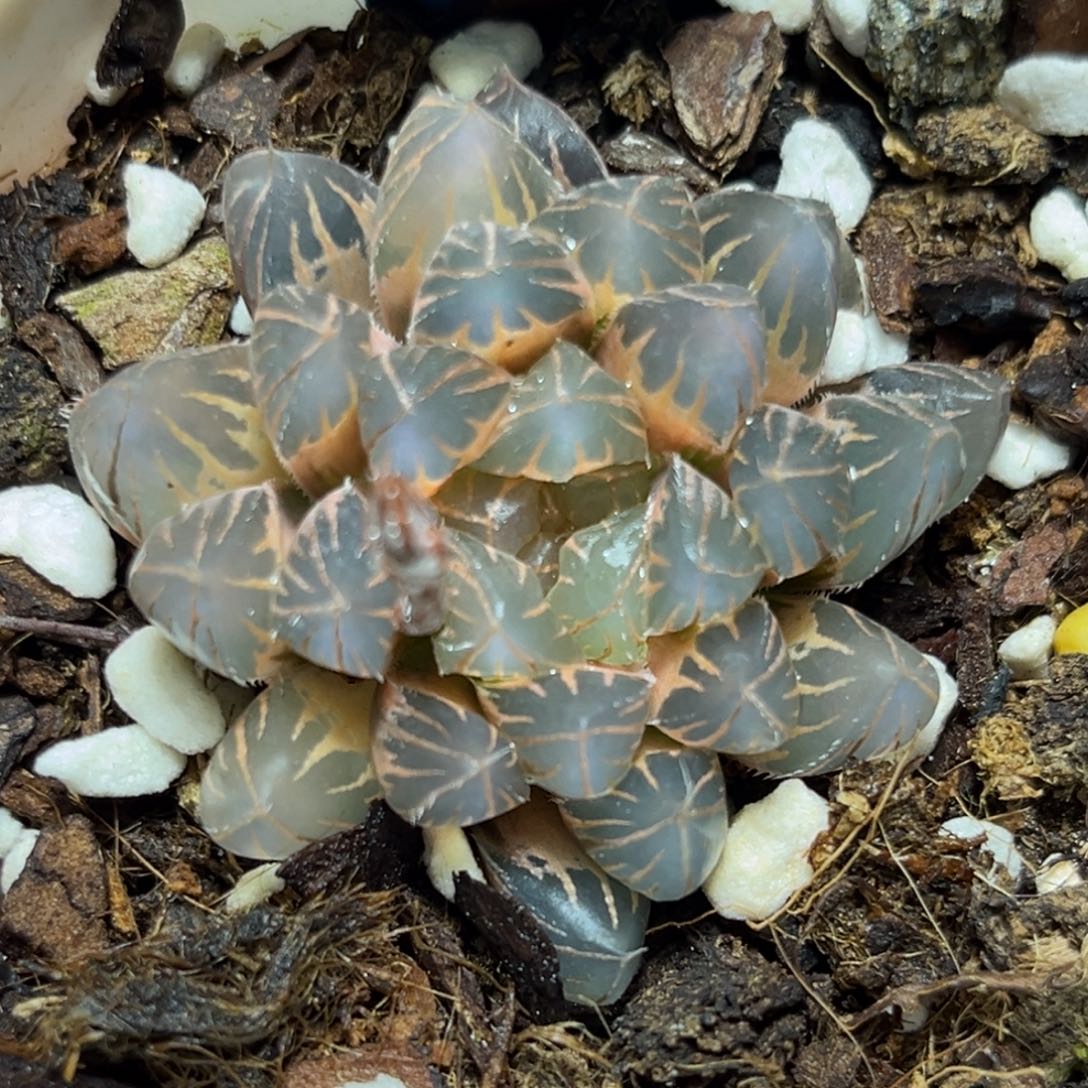 恭喜发财大吉大利0132霓虹灯