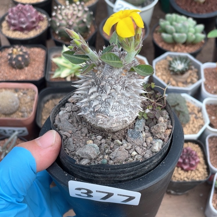 377惠比大黑块根