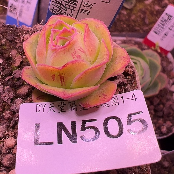 予***এ露妮505鎏绪微梦黄体粉边包子