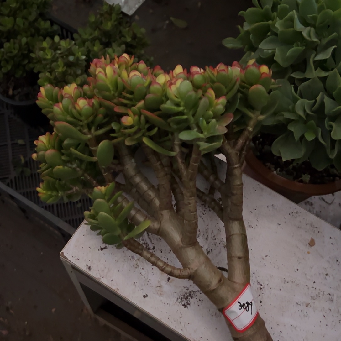 『***』稀有小叶糖果带土球发货3089