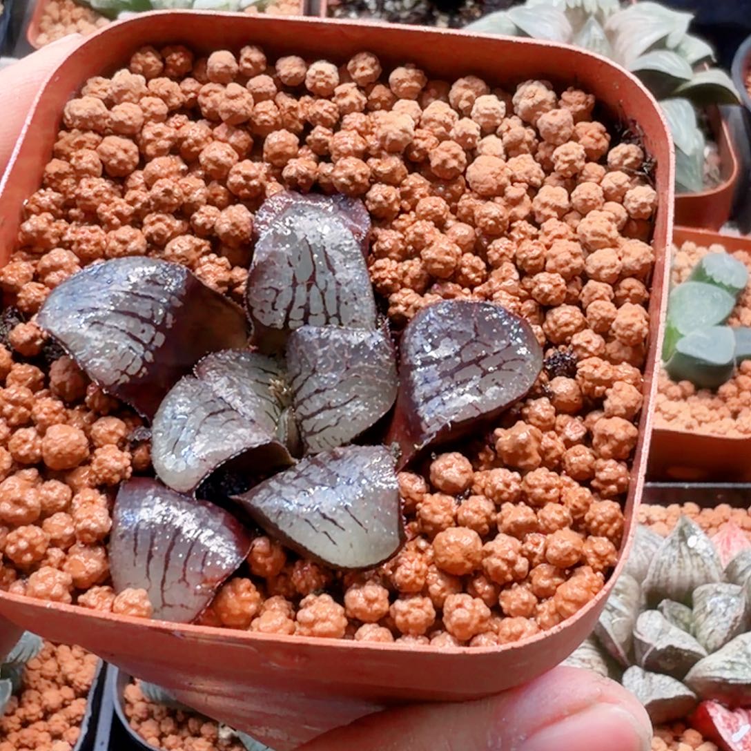 无花朵十二卷 魔后福利