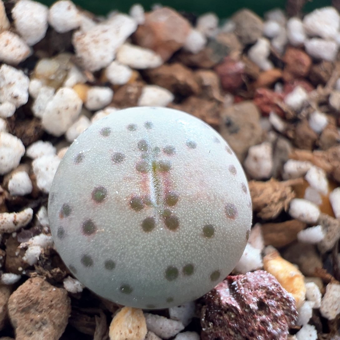 485。优选火龙果安贞