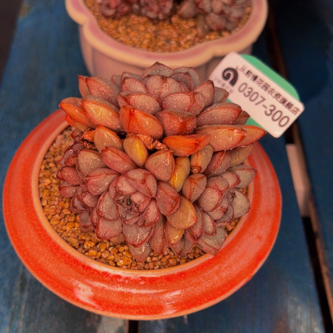 从前慢多肉精选编号0307.300