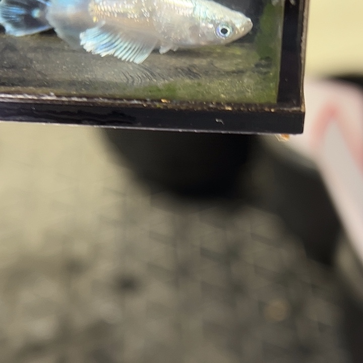 海水鱼玛丽亚一组10