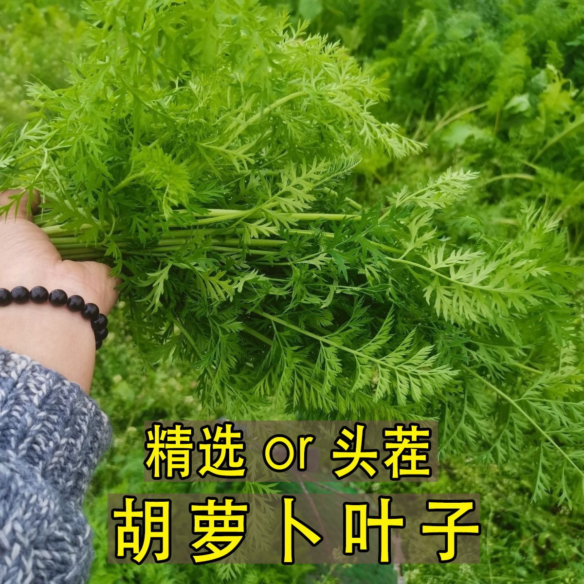 新鲜胡萝卜叶现摘头茬新鲜萝卜叶萝卜缨子兔子龙猫豚鼠幼兔助消化