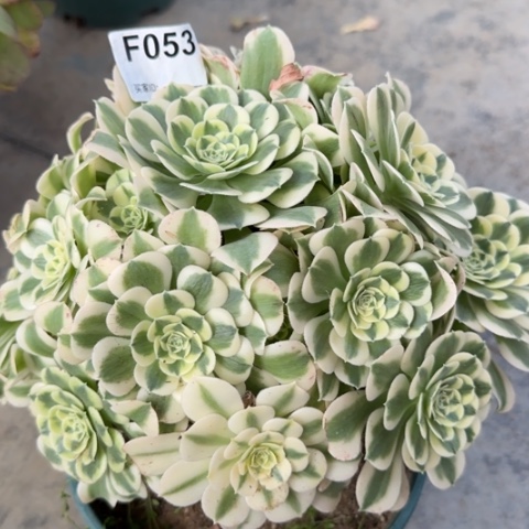 053绿豆沙20厘米左右