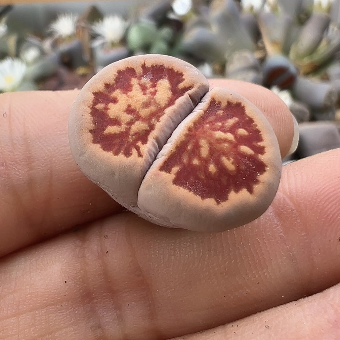 2892特殊菊福利2厘米