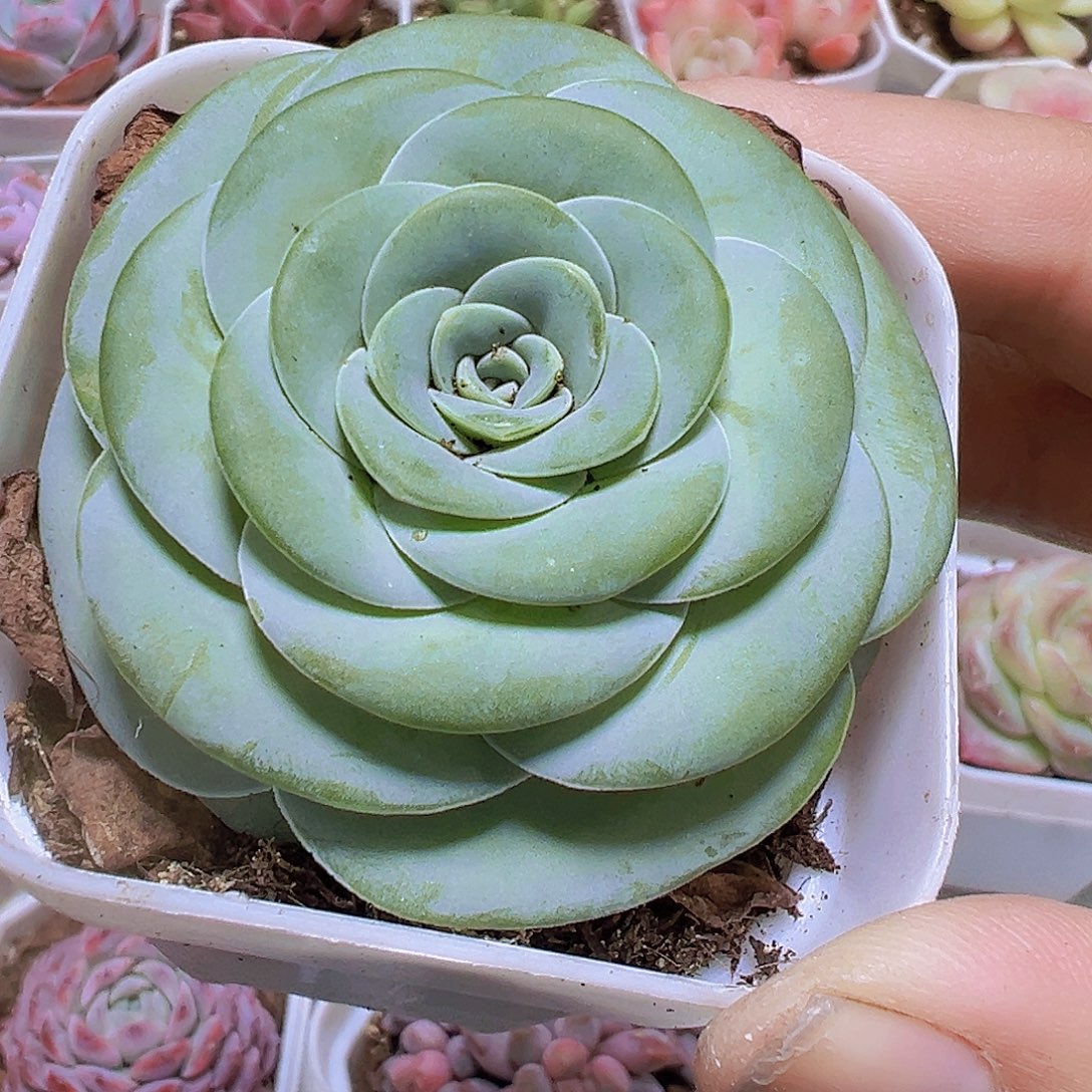 水蜜桃圆球2盆19包邮