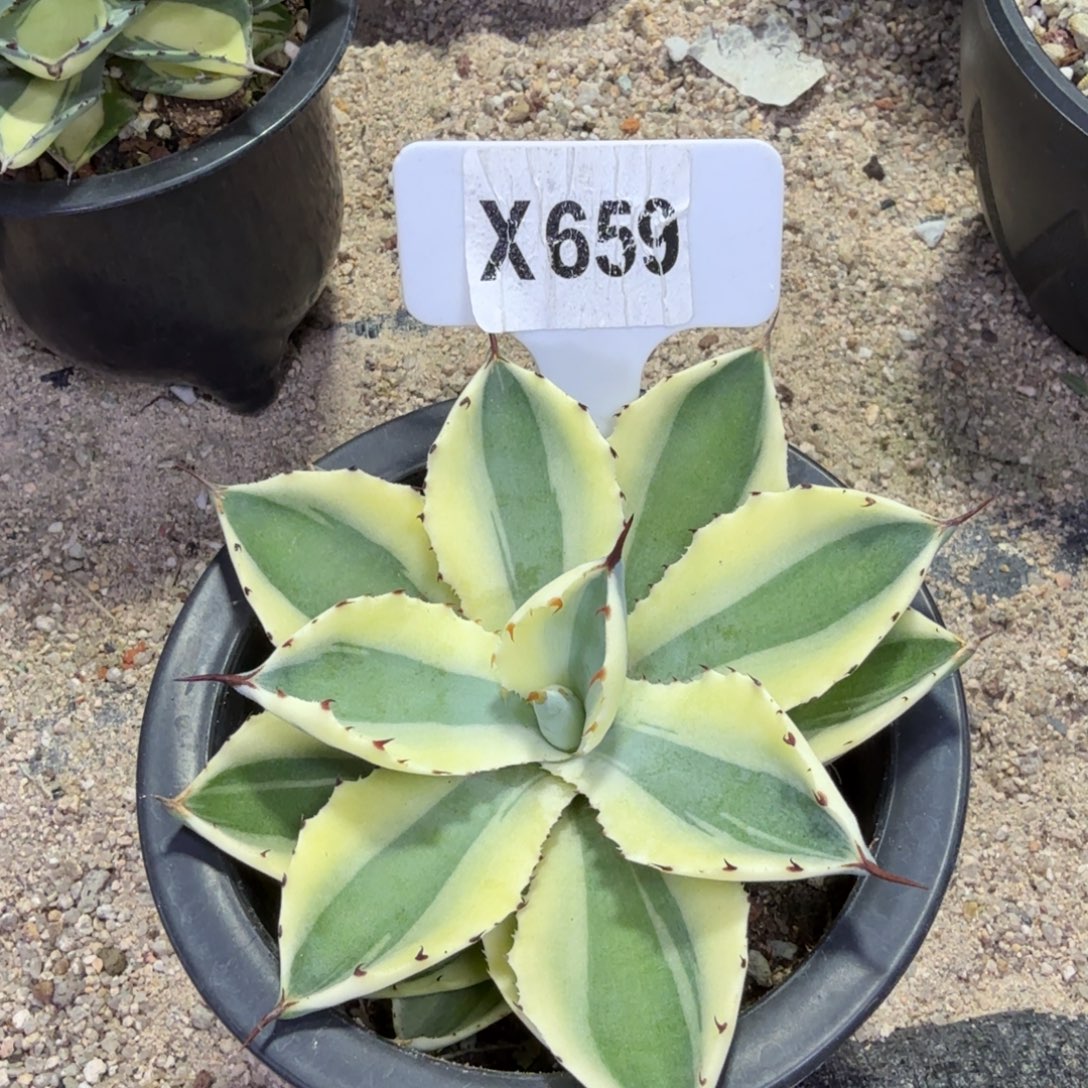 开播福利沙漠之砖脱土发