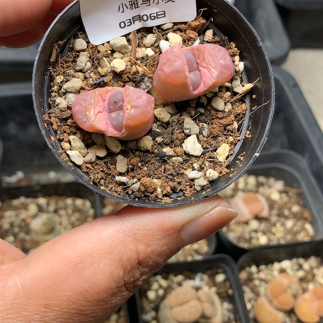 E22多肉植物保护研究所