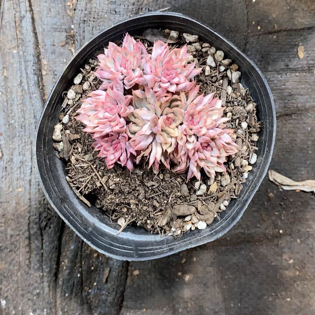 木***琴女雏锦1颗带盆带土定向