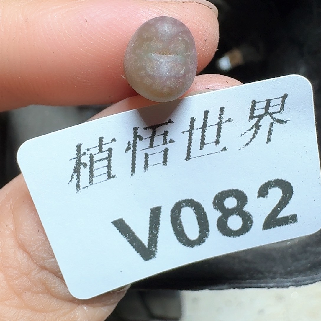 082盒多肉植物e vh