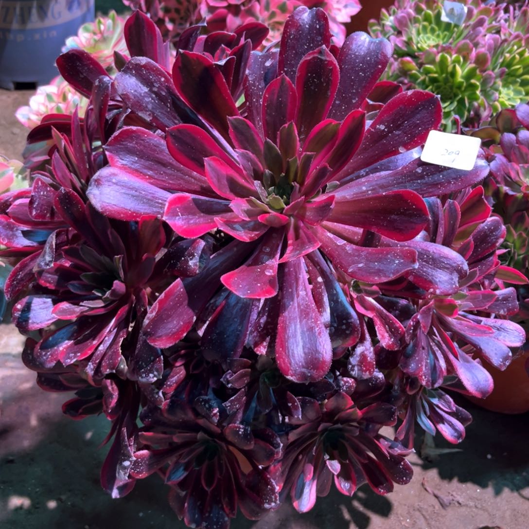 多肉植物蒙娜丽莎209