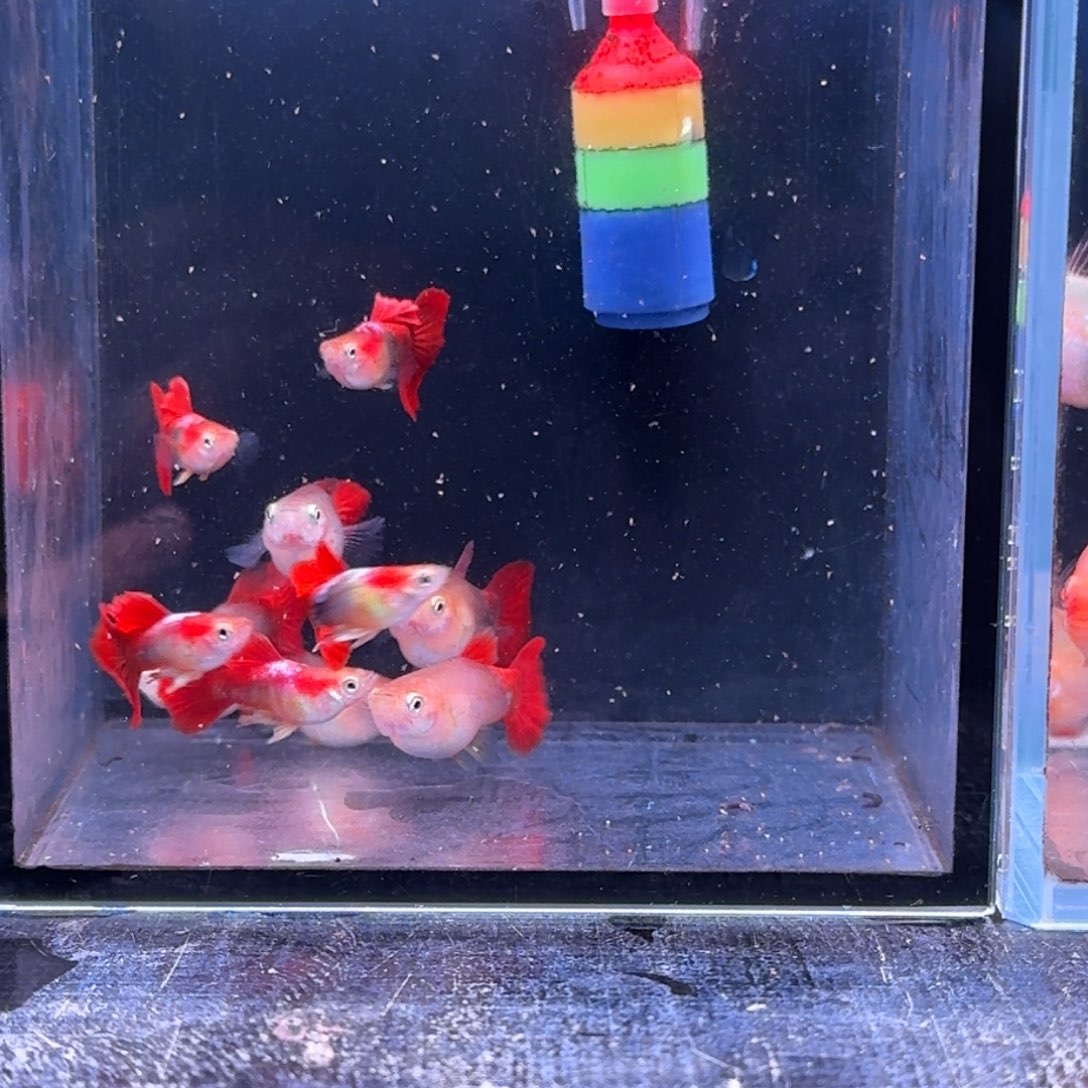 孔雀鱼活动黄豹10条➕2条备损