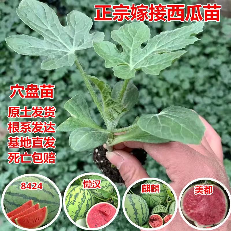 西瓜苗秧嫁接8424特甜麒麟无籽美都懒人室内盆栽地栽阳台庭院种植