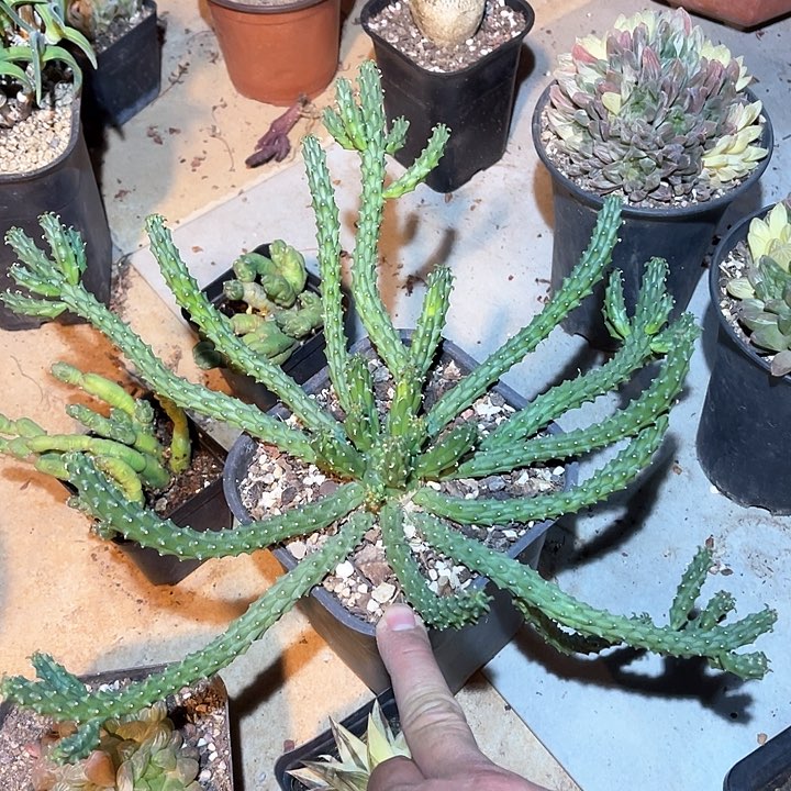 满38包邮2天凑单，脱土晾根发货多肉植物九头龙