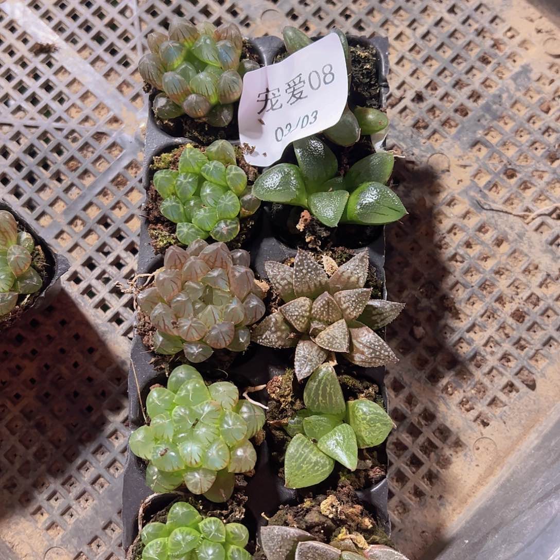 直播福利一物一拍08